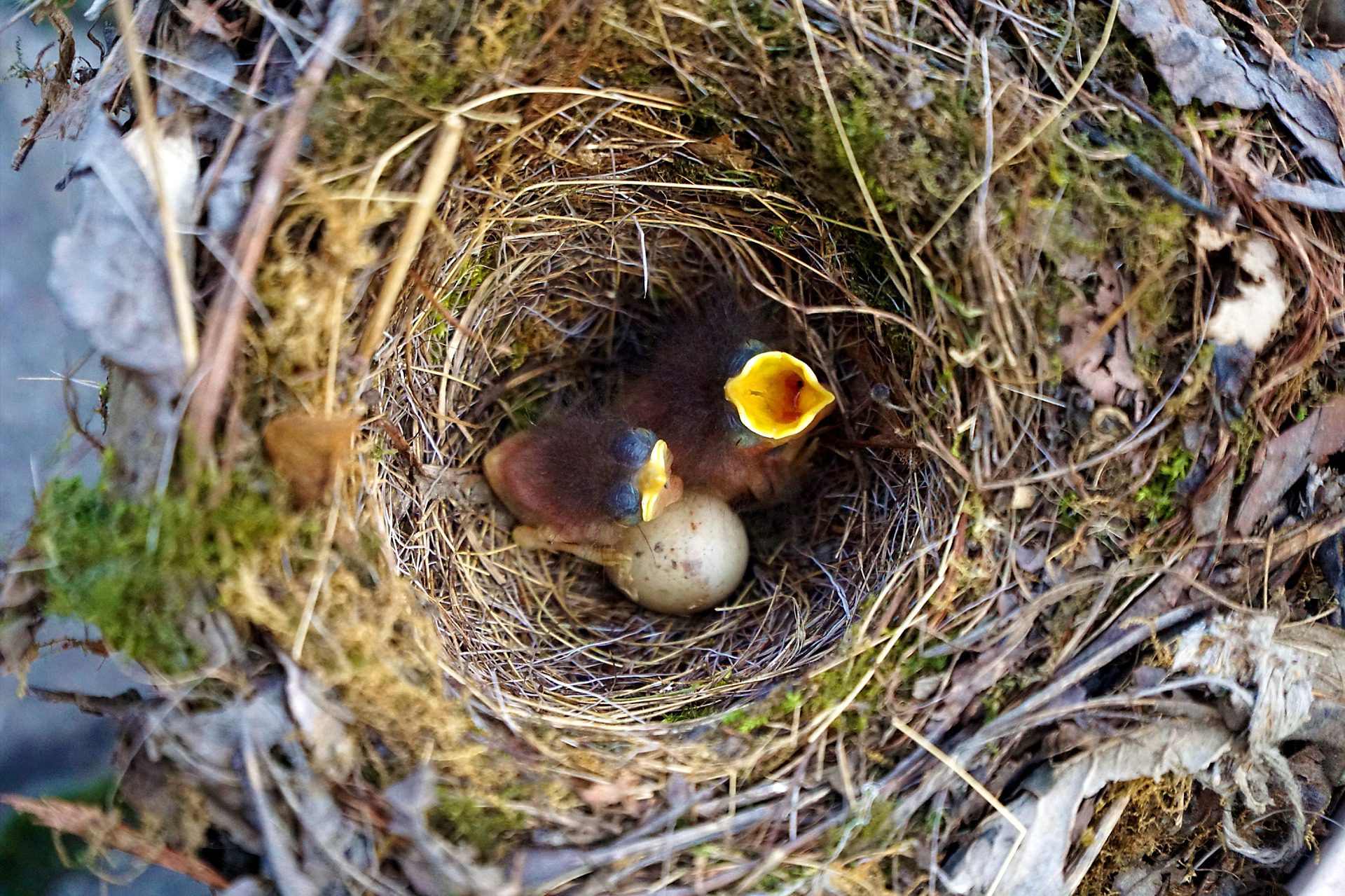baby birds in nest
