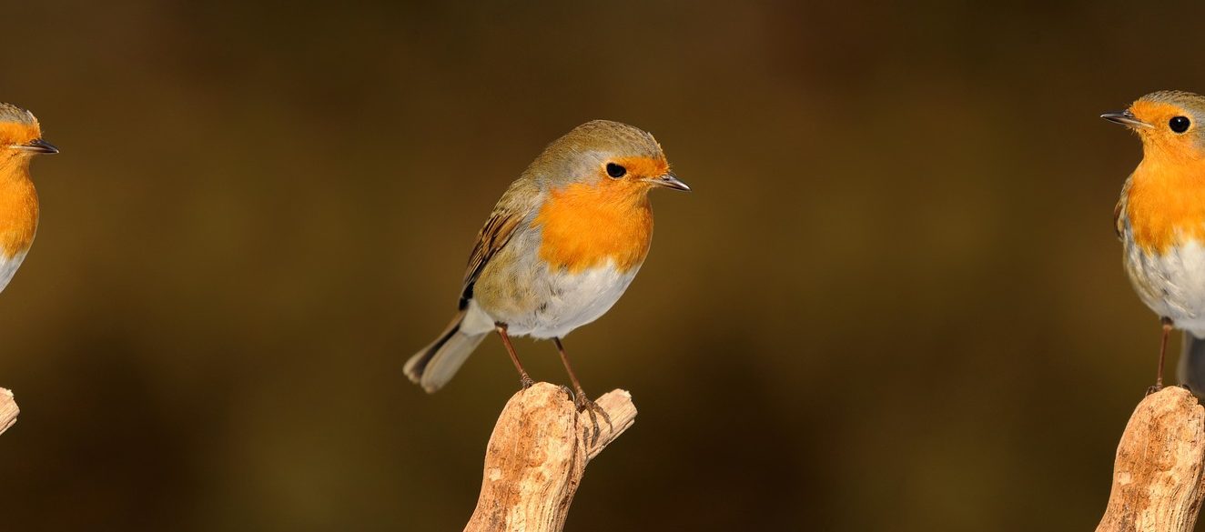 Bird on stick
