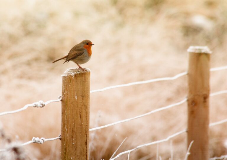 bird on fence post