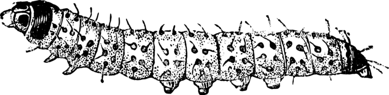 Image of a larva.