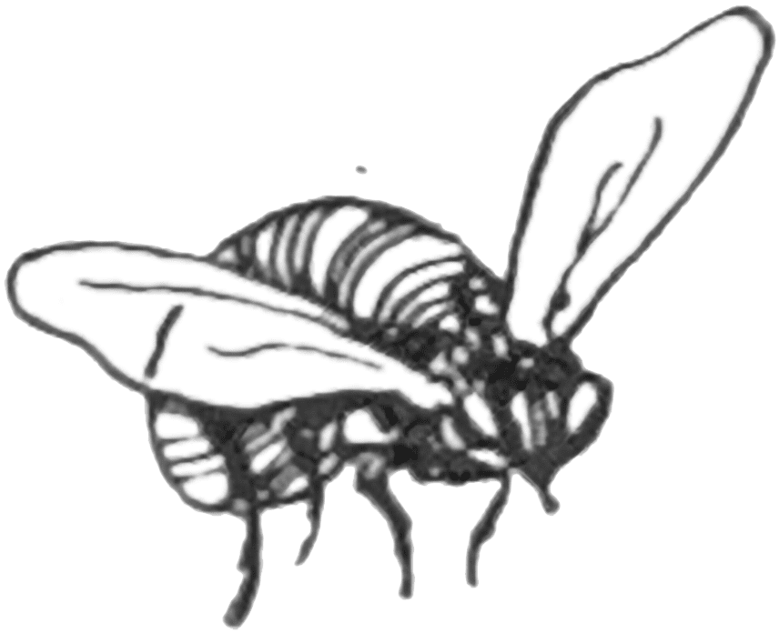 Image of a bee.