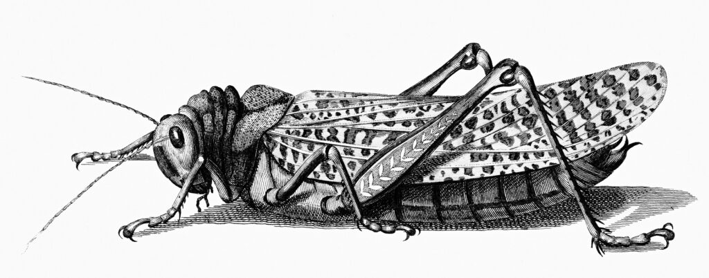 Image of a field cricket.