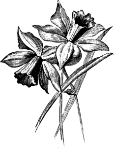Image of flowers.