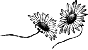 Image of two flowers.