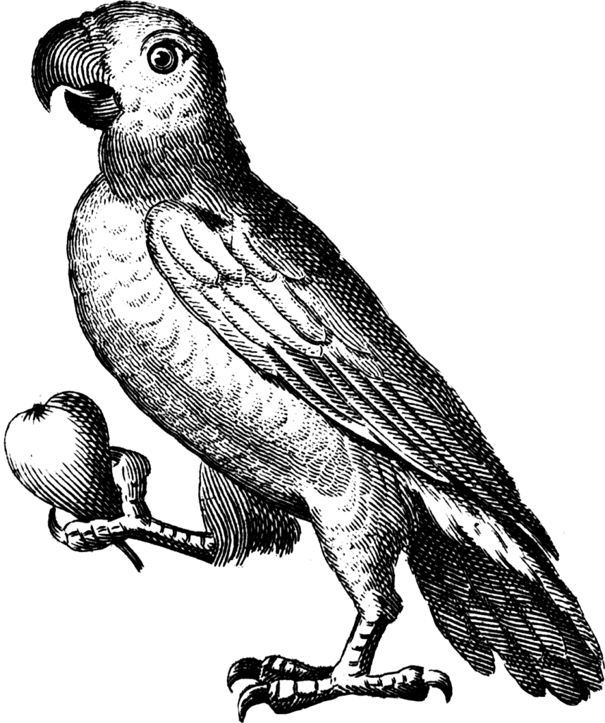 Image of a bird.