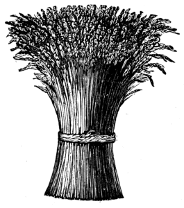 Image of wheat.