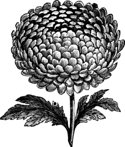 Image of a flower.