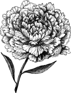 Image of a flower.