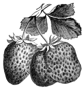 Image of strawberries.