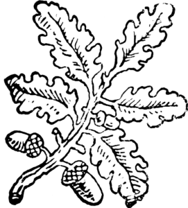 Image of a branch with acorns.