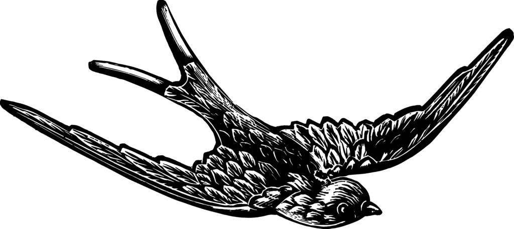 Drawing of a bird.