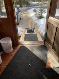 Photo of a dog walking onto the porch of someone's home from a trail.