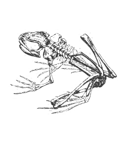 Image of a frog skeleton.