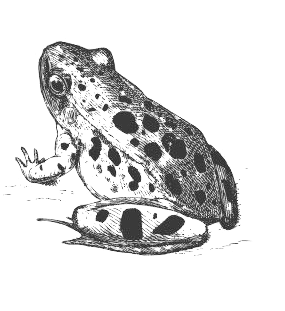 Image of a frog.
