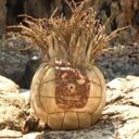 Wilson