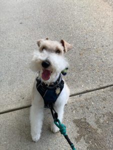 Photo of a happy dog.