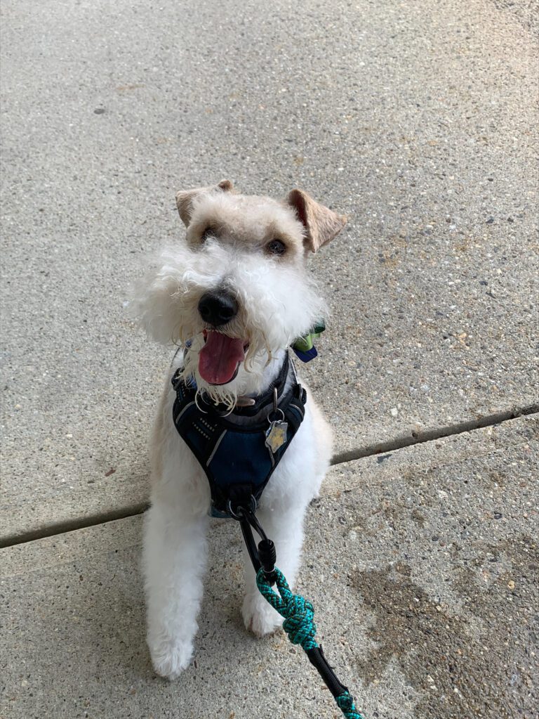 Photo of a happy dog.