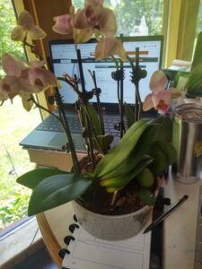 Photo of orchids by a laptop.