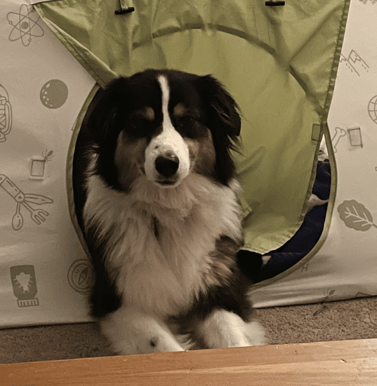 A photo of a big, happy dog.