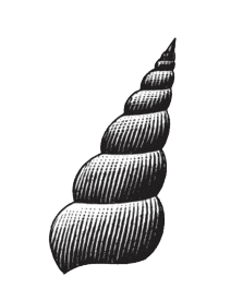 Image of a snail shell.