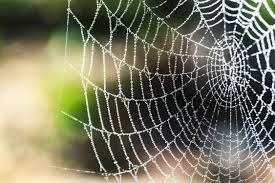 Photo of a spider web.